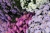 Aster Astral ® Lune