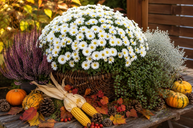 Aster Astral ® Leucothea
