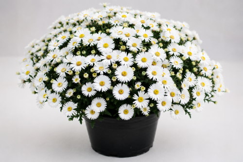 Aster Astral ® Leucothea