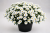 Aster Astral ® Leucothea
