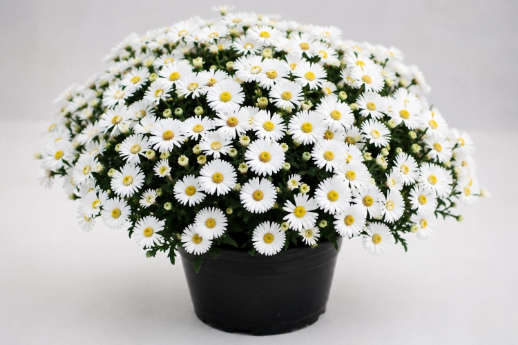 Aster Astral ® Leucothea