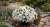 Aster Astral ® Leucothea