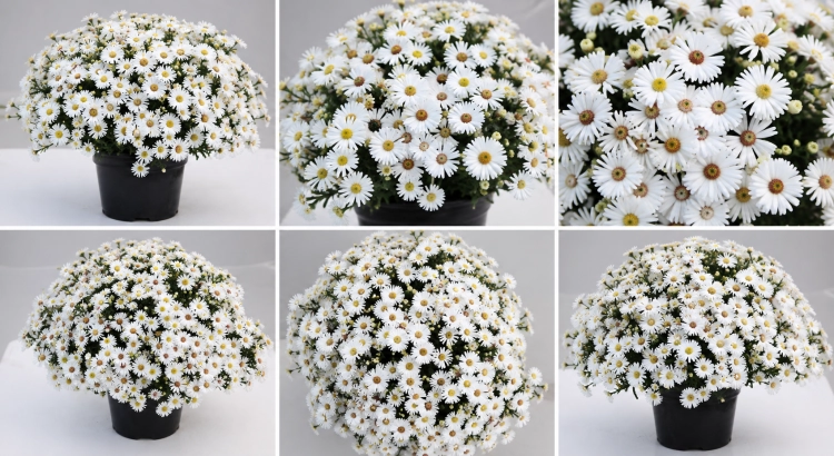 Aster Astral ® Leucothea