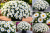 Aster Astral ® Leucothea