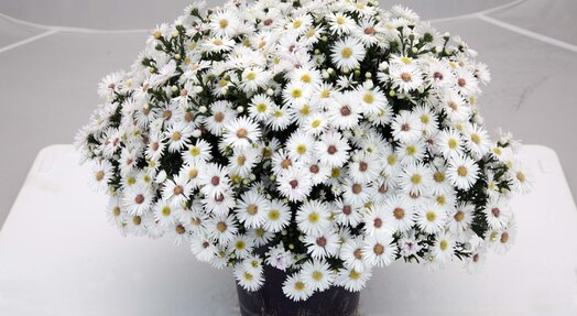 Aster Astral ® Leucothea