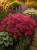 Rozchodnik  Spot on deep rose