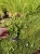 Rozchodnik  Spot on deep rose