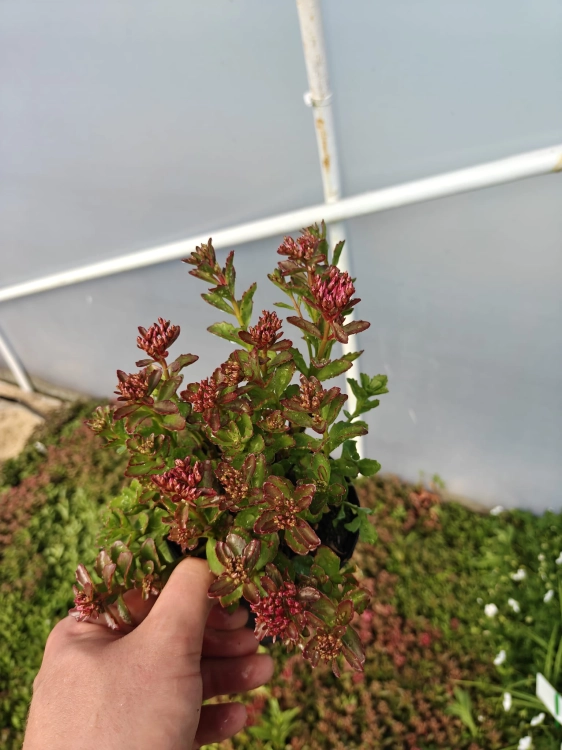 Rozchodnik  Spot on deep rose
