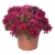 Rozchodnik  Spot on deep rose