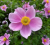 Zawilec hupeheński Anemone 'Pink Saucer'