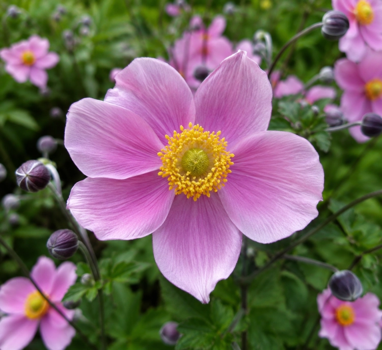 Zawilec hupeheński Anemone 'Pink Saucer'
