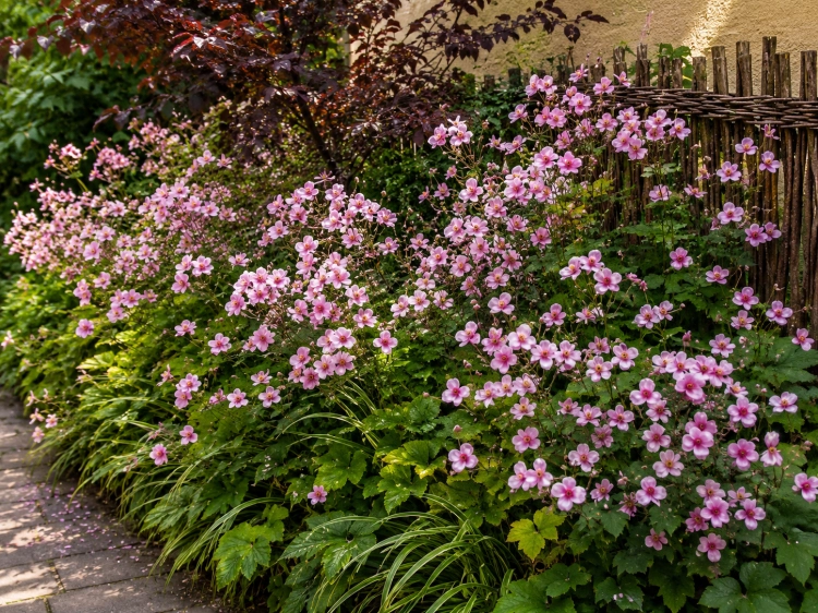 Zawilec hupeheński Anemone 'Pink Saucer'