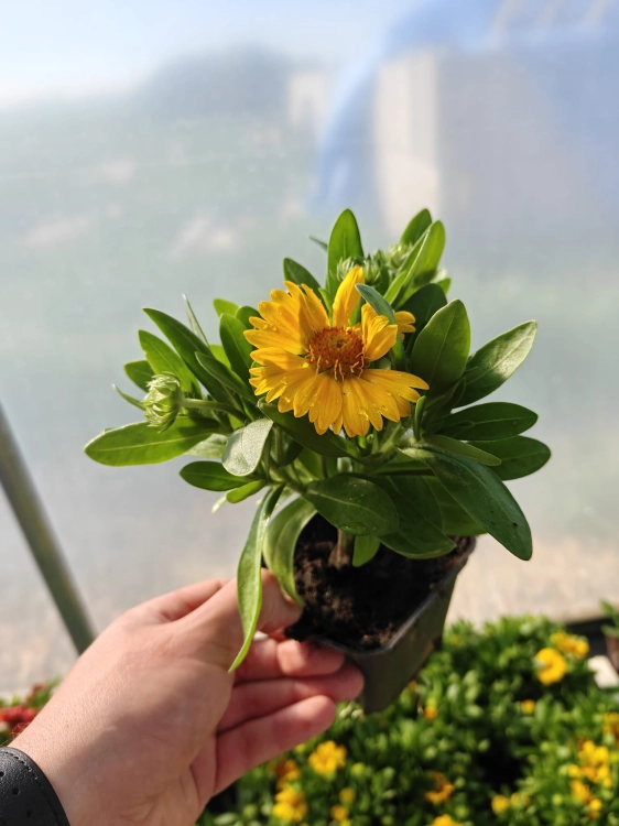 Gaillardia Gusto Lemon