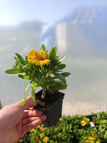 Gaillardia Gusto Lemon
