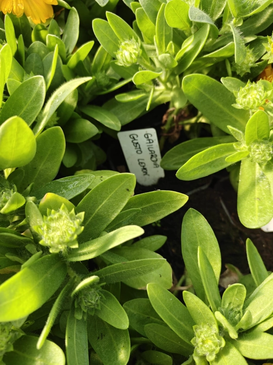 Gaillardia Gusto Lemon