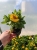 Gaillardia Gusto Lemon