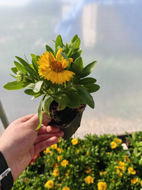 Gaillardia Gusto Lemon