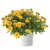 Gaillardia Gusto Lemon