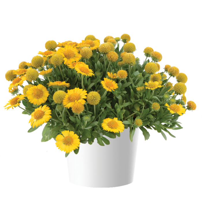 Gaillardia Gusto Lemon