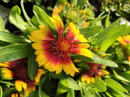 Gaillardia Gusto Sweet Chili