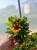 Gaillardia Gusto Sweet Chili