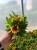 Gaillardia Gusto Sweet Chili