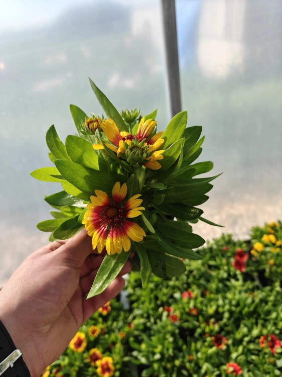 Gaillardia Gusto Sweet Chili