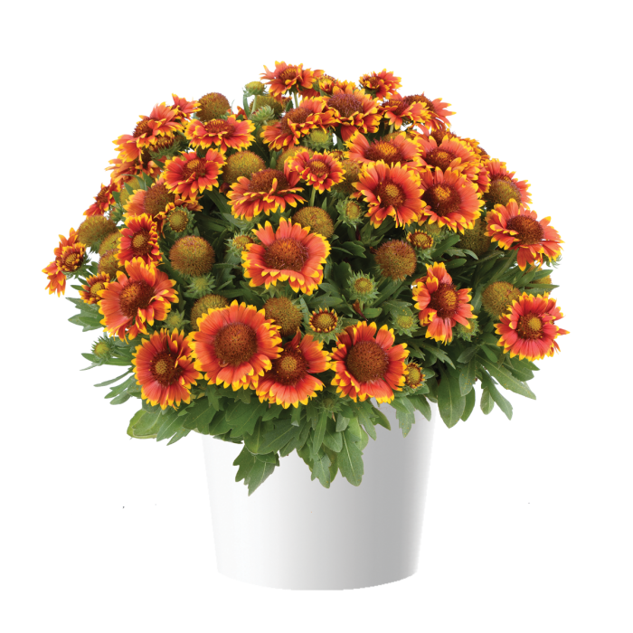 Gaillardia Gusto Sweet Chili