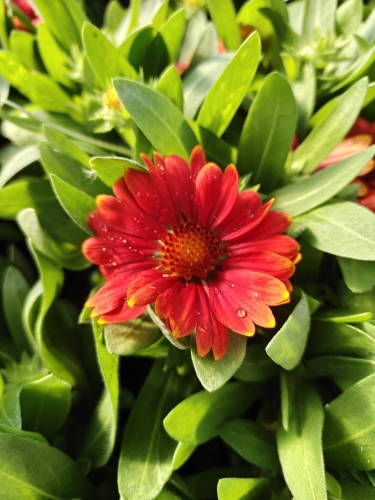 Gaillardia Gusto Paprika