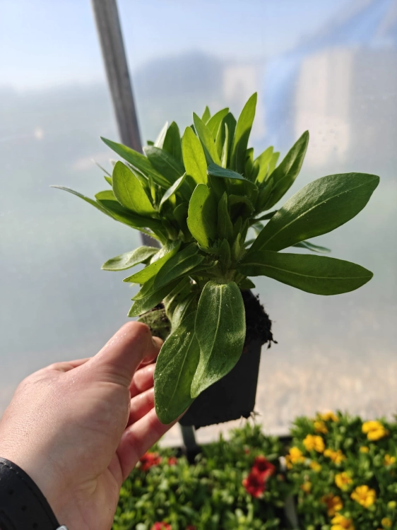 Gaillardia Gusto Paprika