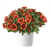Gaillardia Gusto Paprika