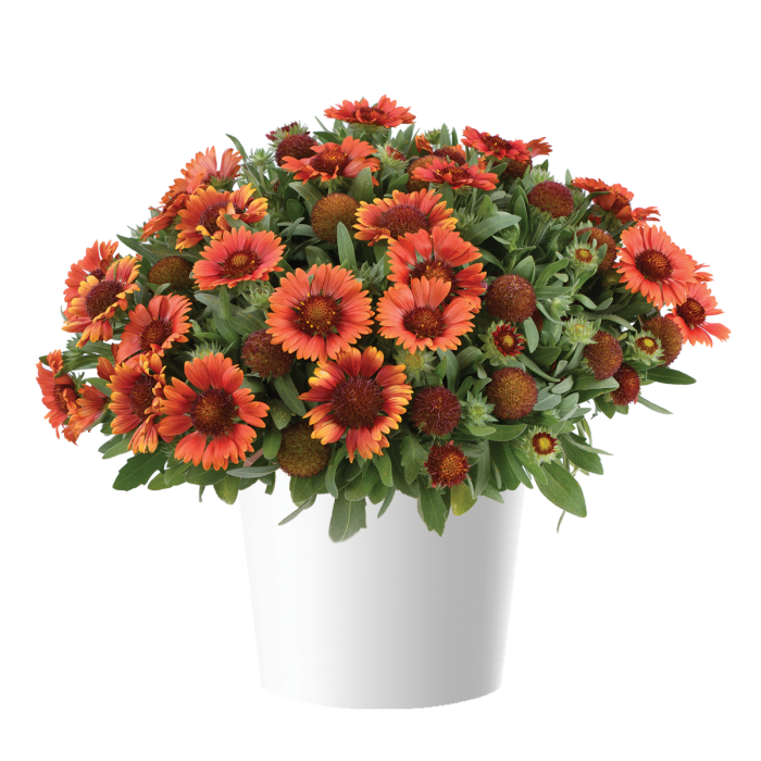 Gaillardia Gusto Paprika