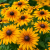 Rudbekia Amarillo Gold