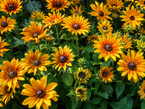 Rudbekia Amarillo Gold