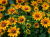 Rudbekia Amarillo Gold