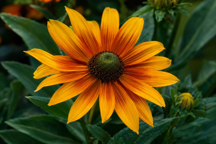 Rudbekia Amarillo Gold