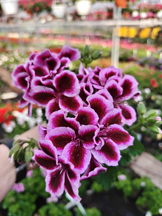Pelargonia  Angielska Early Lavender  P9