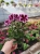 Pelargonia  Angielska Early Lavender  P9