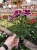 Pelargonia  Angielska Early Lavender  P9
