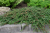 Irga Queen of Carpet