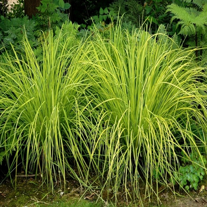 trawa Turzyca 'Gold Fountain'