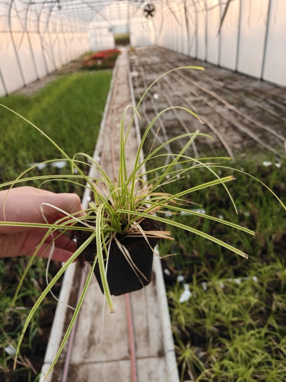 trawa Turzyca 'Gold Fountain'