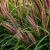 Rozplenica Black Alvernee