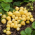 Poziomka Yellow Wonder