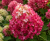 Hortensja DIamant Rouge