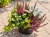 Jesienne QUATTRO 2X WRZOS czerwony  GARDEN GIRLS Starzec Bluszcz