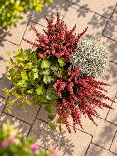 Jesienne QUATTRO– 2x wrzos czerwony  Garden Girls®, Calocephalus i bluszcz