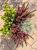 Jesienne QUATTRO– 2x wrzos czerwony  Garden Girls®, Calocephalus i bluszcz
