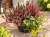 Jesienne QUATTRO– 2x wrzos czerwony  Garden Girls®, Calocephalus i bluszcz