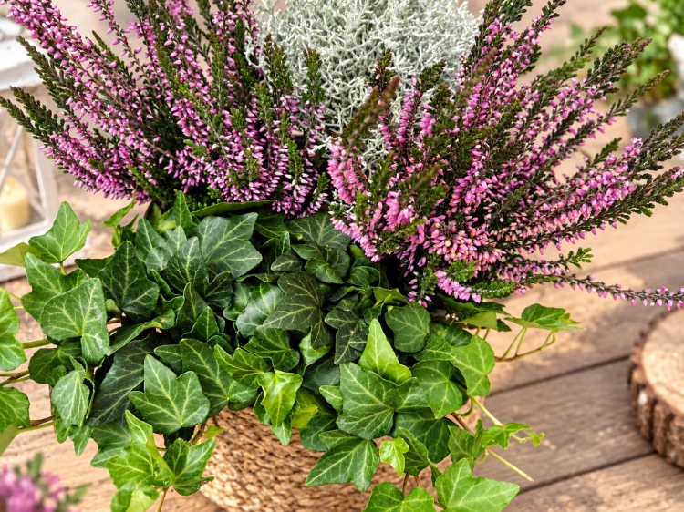 jESIENNE  QUATTRO – 2x wrzos fioletowy Garden Girls®, Calocephalus i bluszcz
